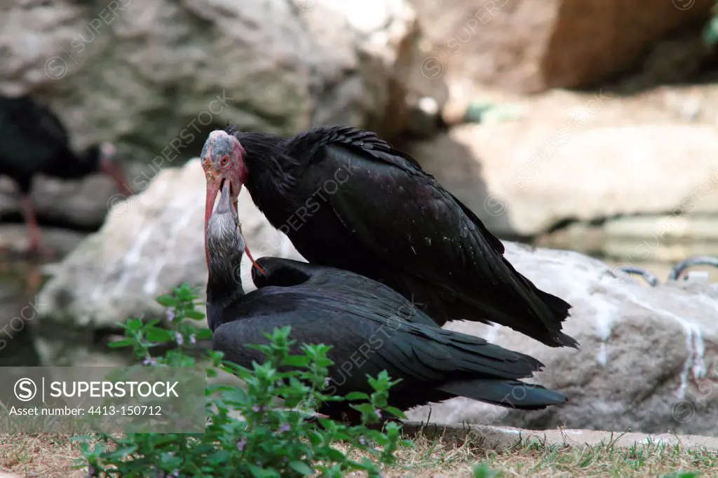 Northern Bald Ibis feeding its young