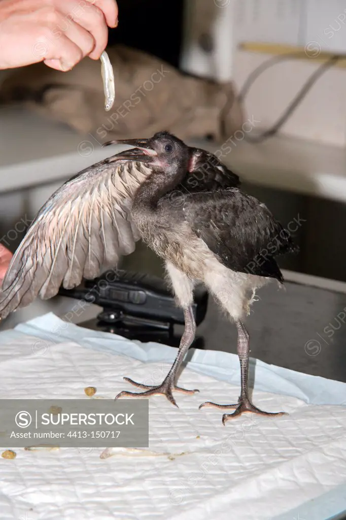Young Scarlet Ibis fed by hand