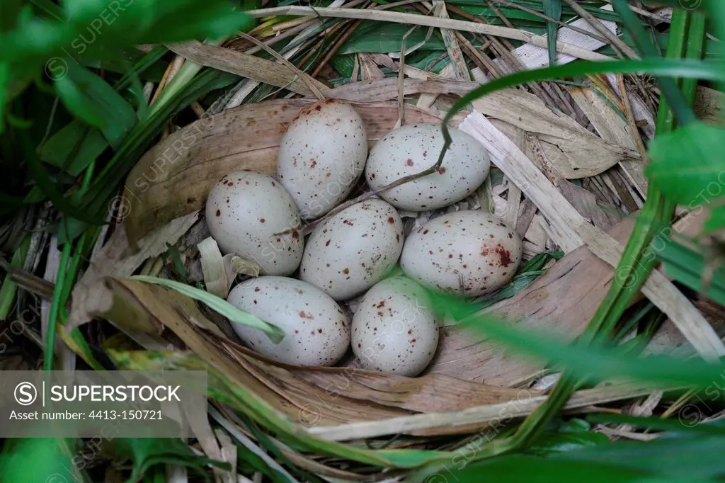 Eggs of Moorhen in nest