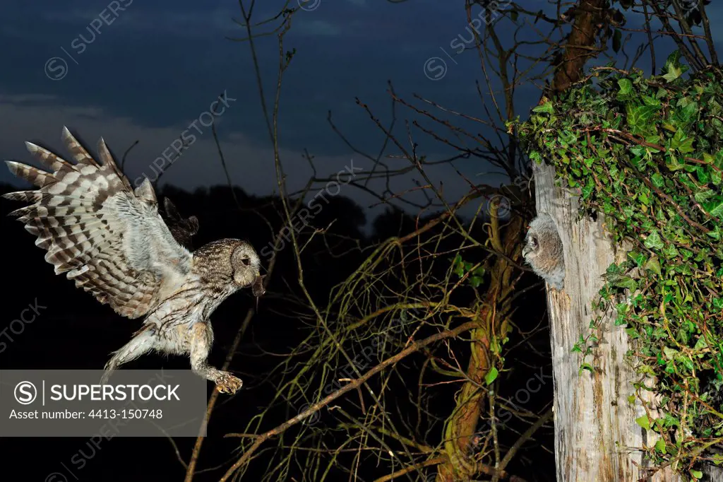 Tawny Owl bringing a prey to nest