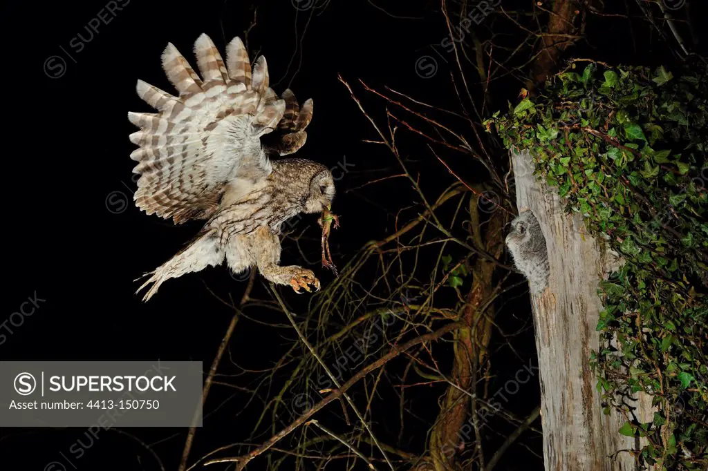 Tawny Owl bringing a prey to nest