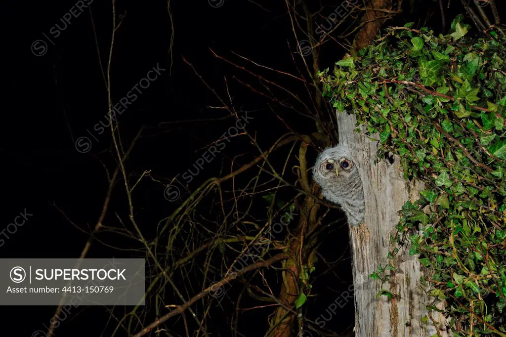 Young Tawny Owl at nest in a trunk