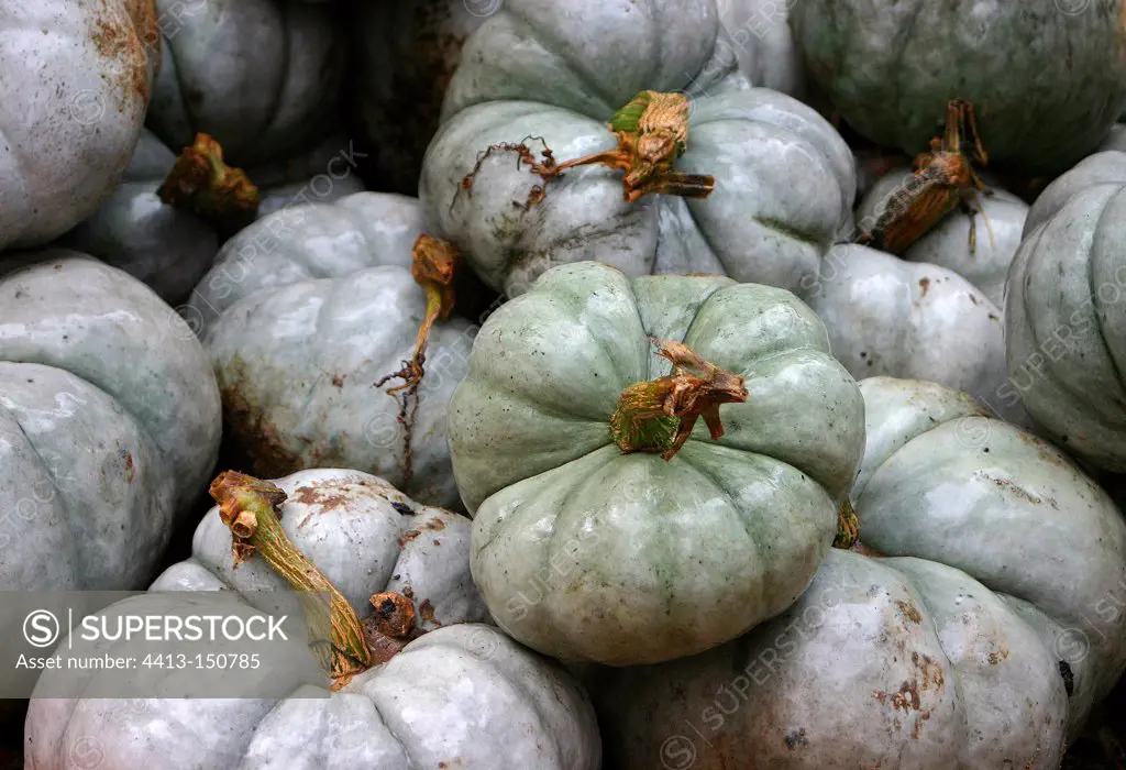 Harvest of potiron squashes in a kitchen garden