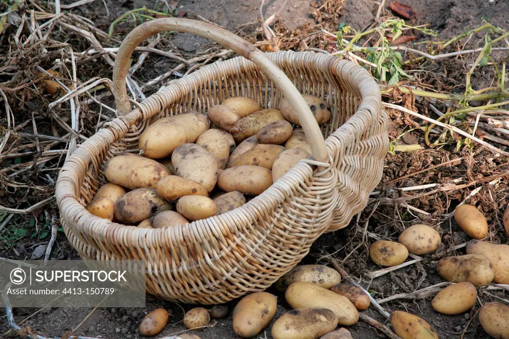 Harvest of potatoes in a kitchen garden