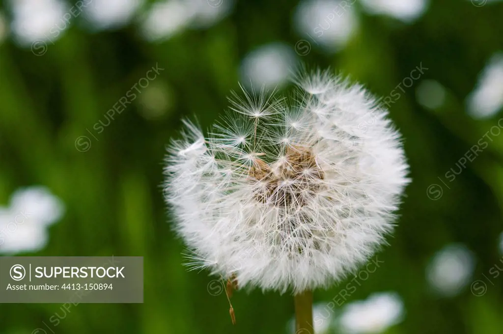 Inflorescence Dandelion seed Normandy France