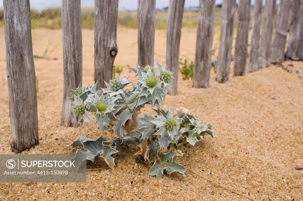 Seaside Eryngo growing at the foot of ganivelles Britain