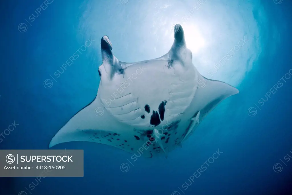 Giant manta ray swimming French Polynesia