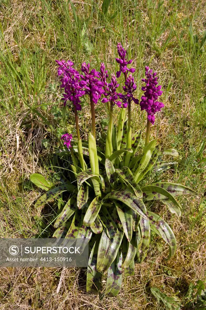 Orchis male flowers on the embankment of a road France