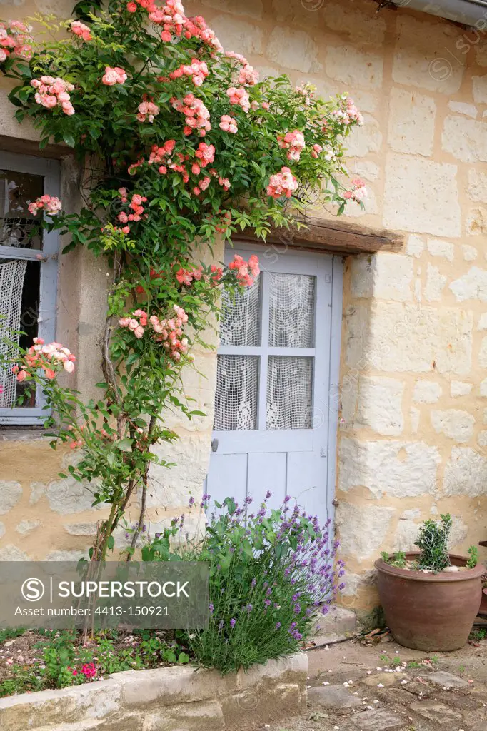 Rose-tree in bloom on a house