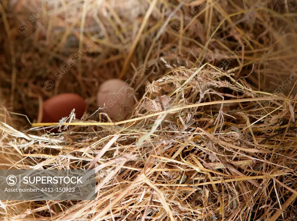 Hen eggs in a hen house in a garden