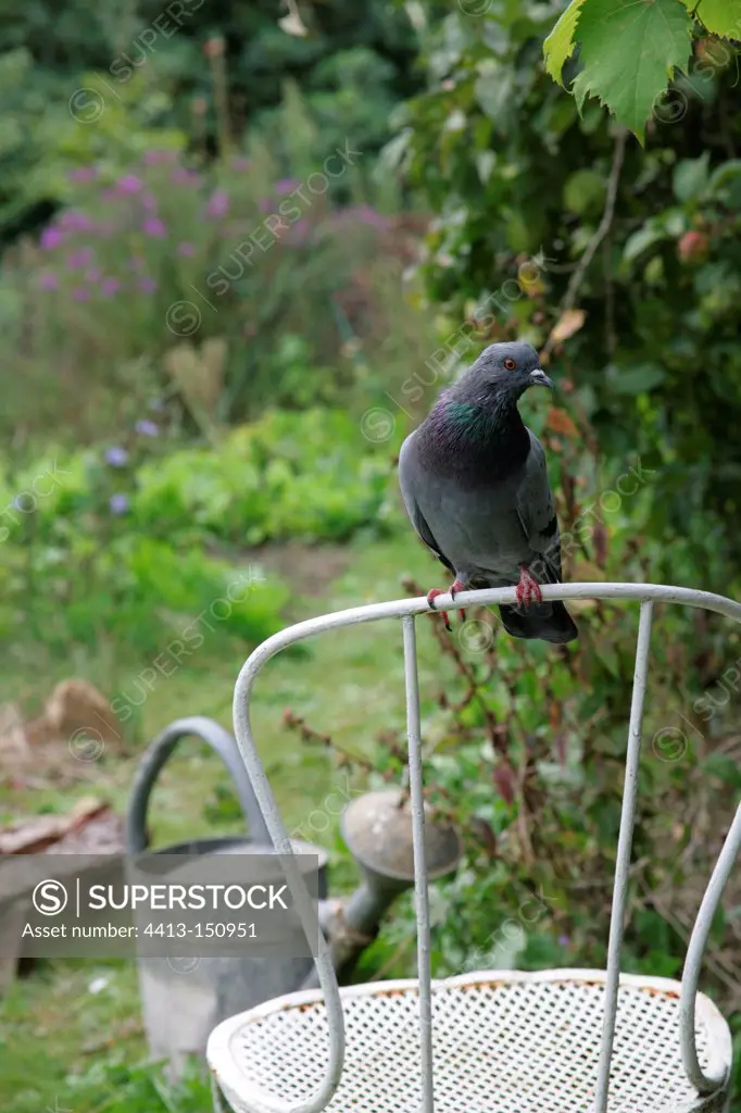 Pigeon on a chair in a garden