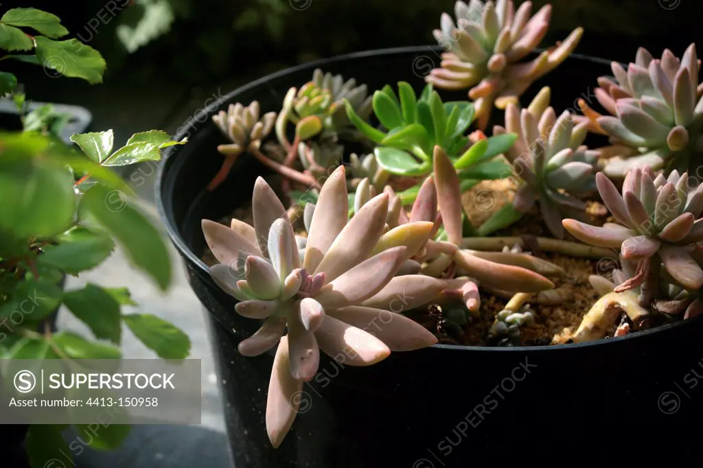 Succulent plant in pot in a garden
