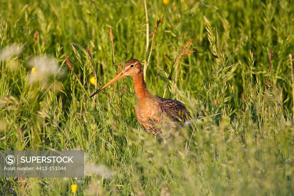 Black-tailed godwit standing in the grass Texel Netherlands
