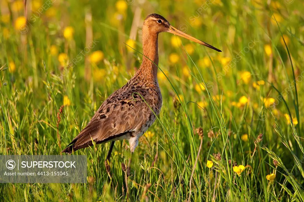 Black-tailed godwit standing in the grass Texel Netherlands