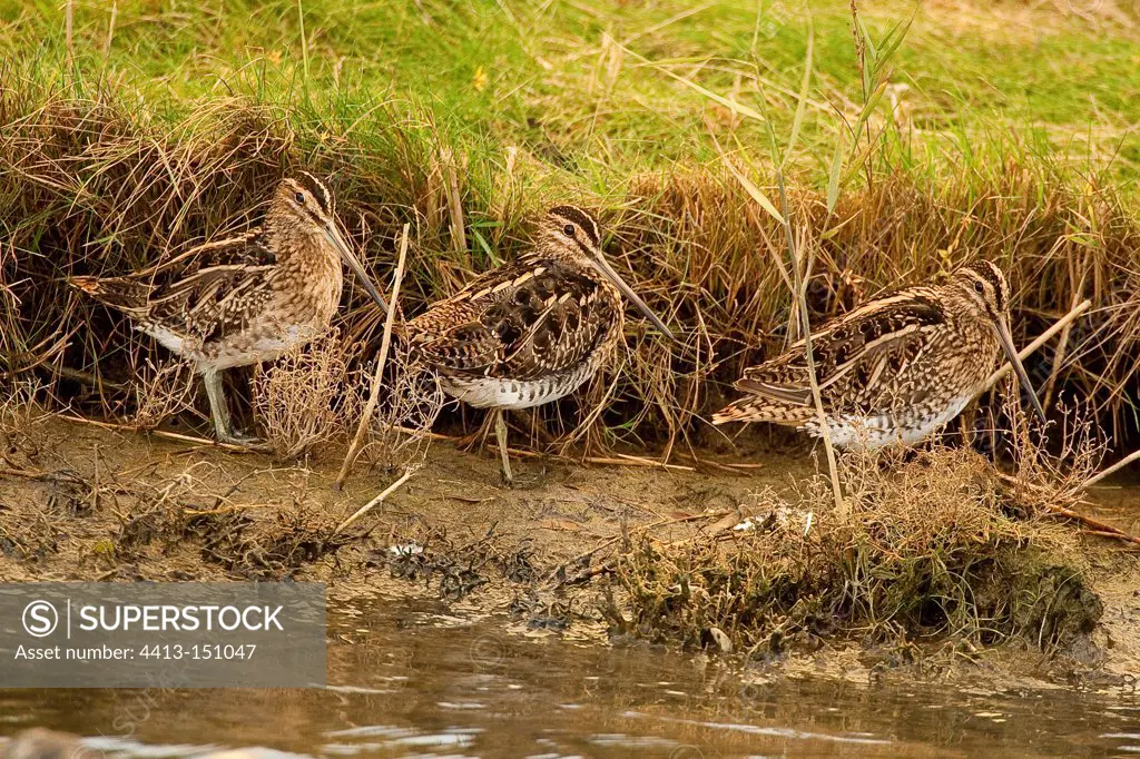 Snipe on the bank Texel Netherlands