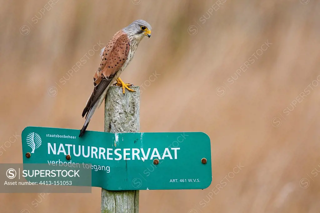 Kestrel on Nature Reserve pole Texel Netherlands