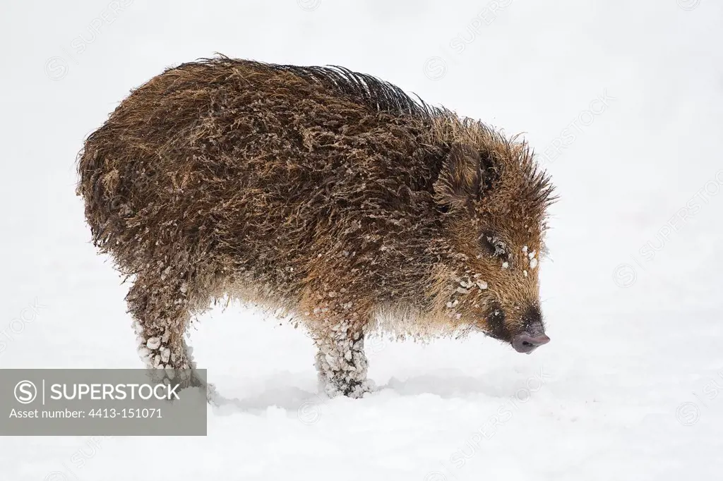 Young Boar standing in the snow Bayerischer Wald Germany