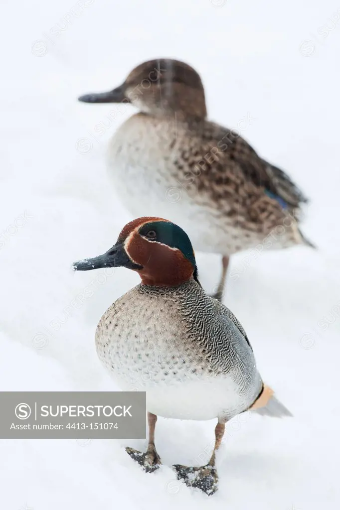 Pair of teal in the snow Bayerischer Wald Germany