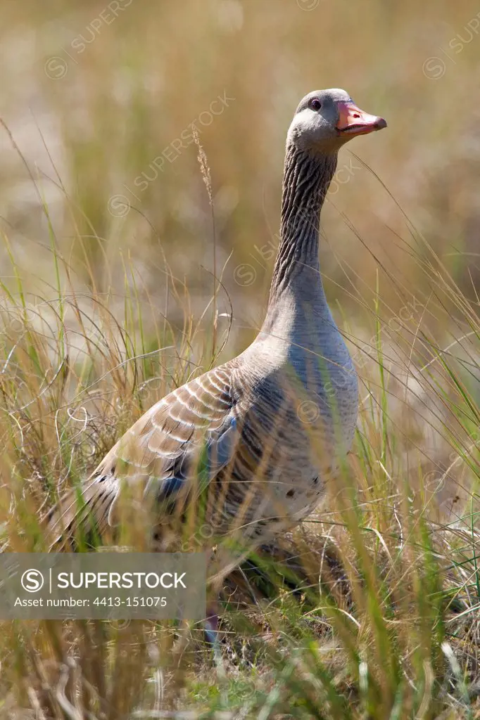 Greylag goose standing on the grass Texel Netherlands