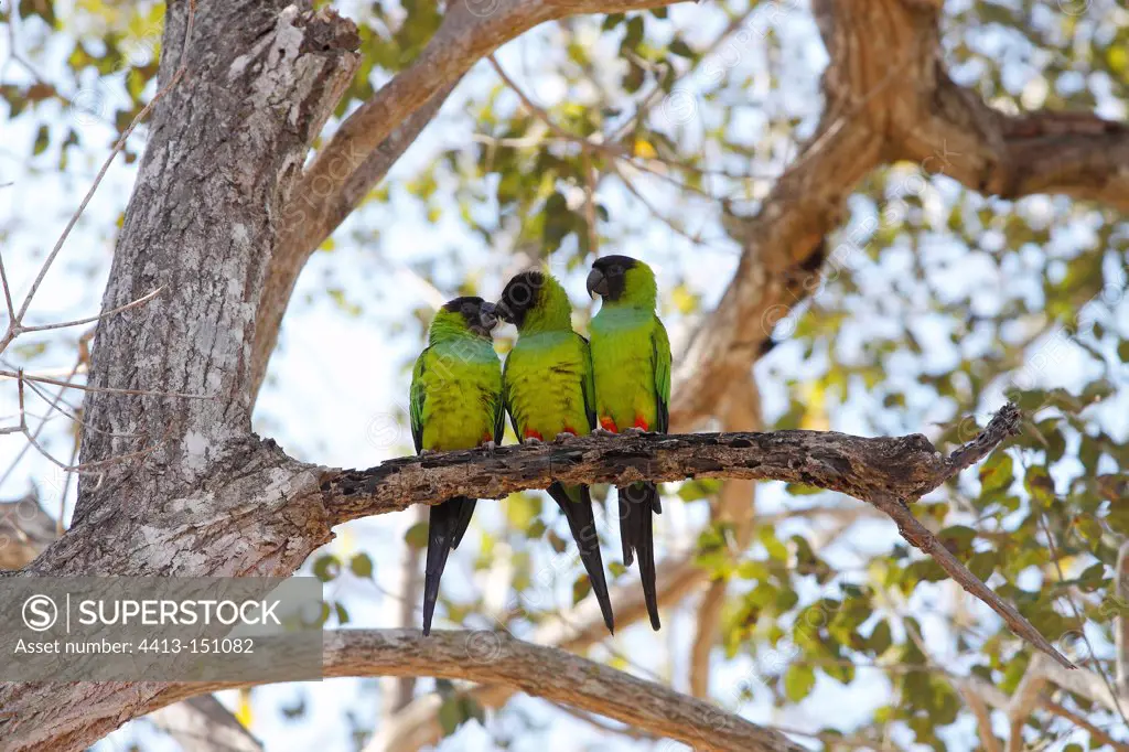 Nanday Parakeets on a branch Pantanal Brazil