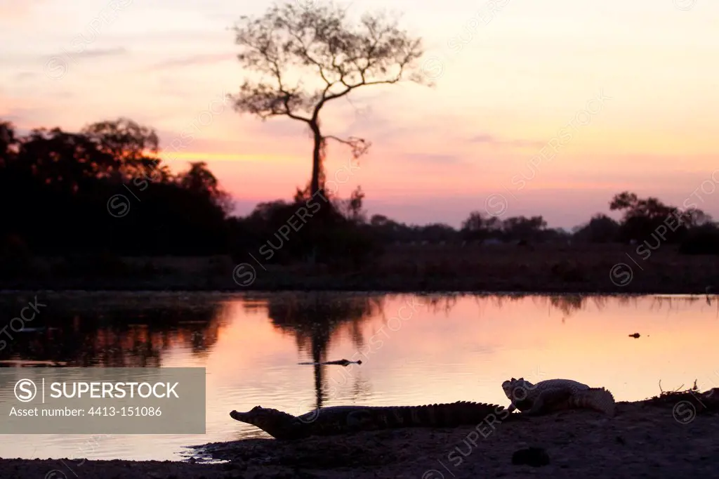 Jacare Caimans on the bank at dusk Pantanal Brazil
