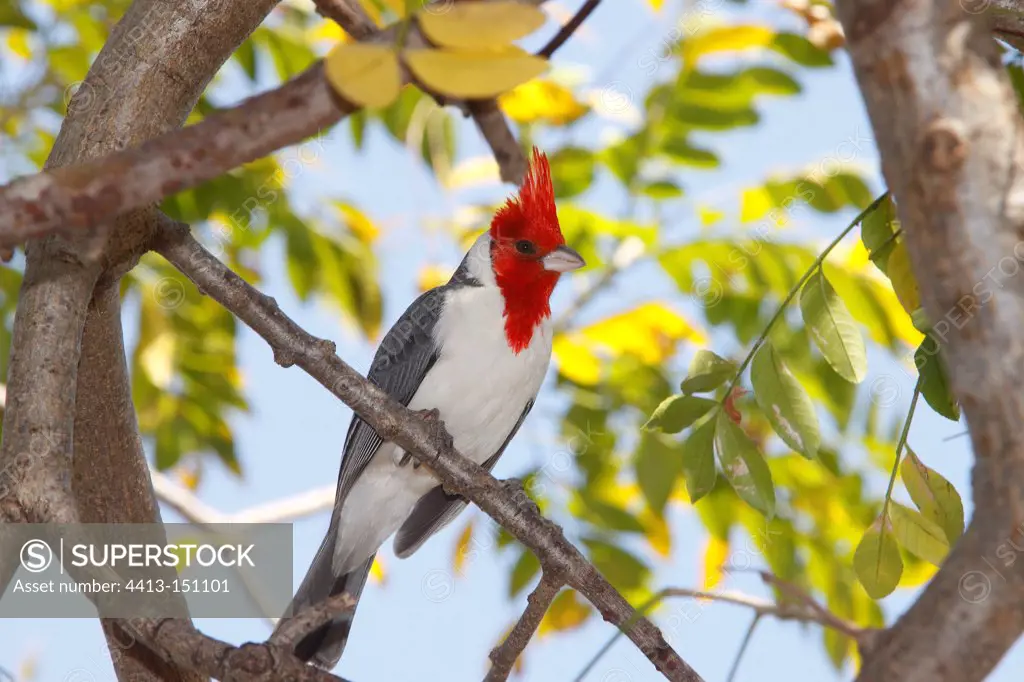 Red-crested Cardinal on a branch Pantanal Brazil