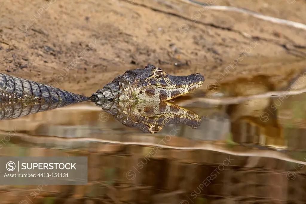 Jacare Caiman in the water Pantanal Brazil