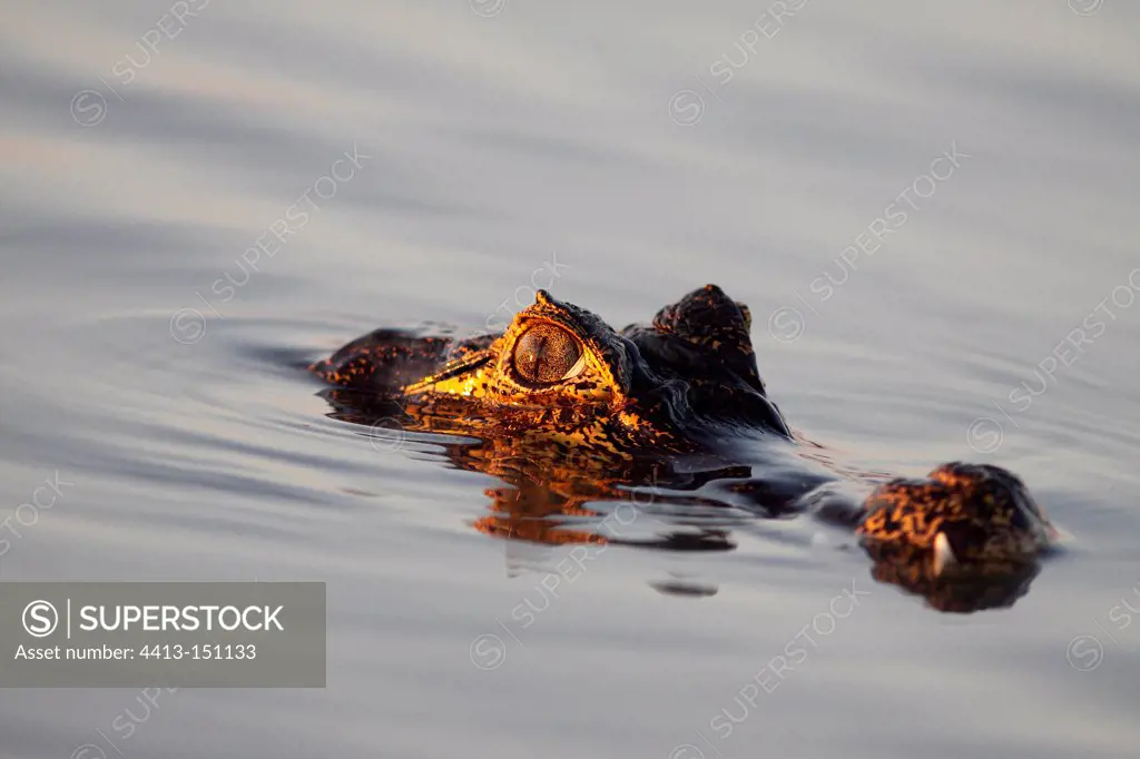 Portrait of Jacare Caiman in the water Pantanal Brazil