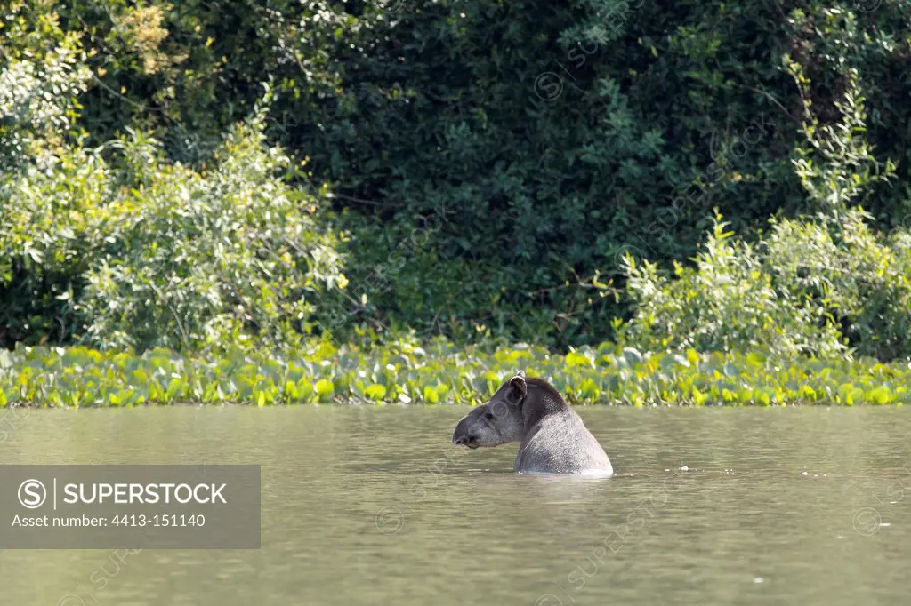 South American Tapir in water Rio Cuiba Pantanal Brazil