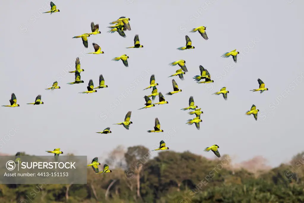 Flight of Nanday Parakeets Pantanal Brazil