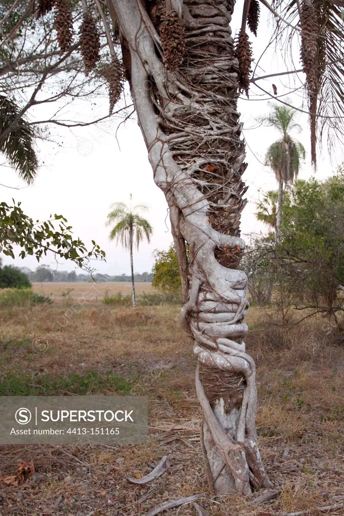 Strangler fig around a palm Pantanal Brazil