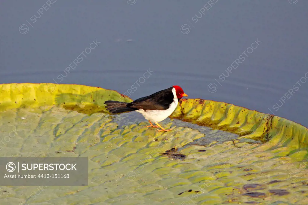 Yellow-billed Cardinal on Giant water lily Pantanal Brazil