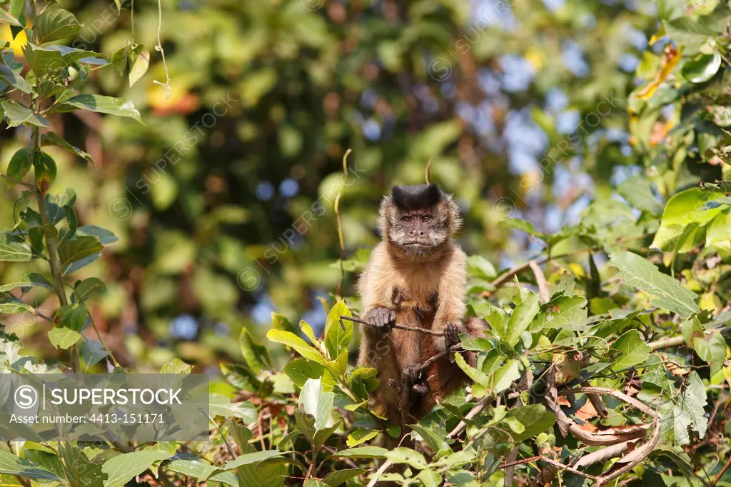 Brown capucin in a tree Pantanal Brazil
