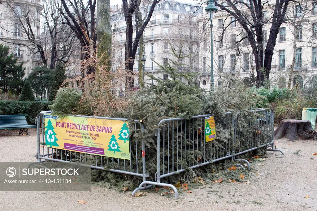 Deposit of Christmas trees for recycling Paris France