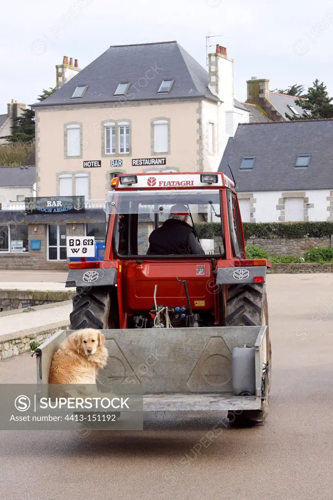 Golden Retriever in a tractor Batzisland France