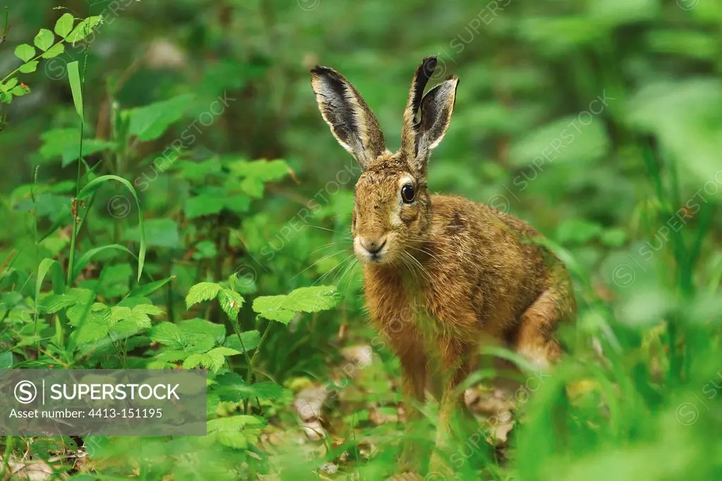 European hare with one ear damaged Normandy France