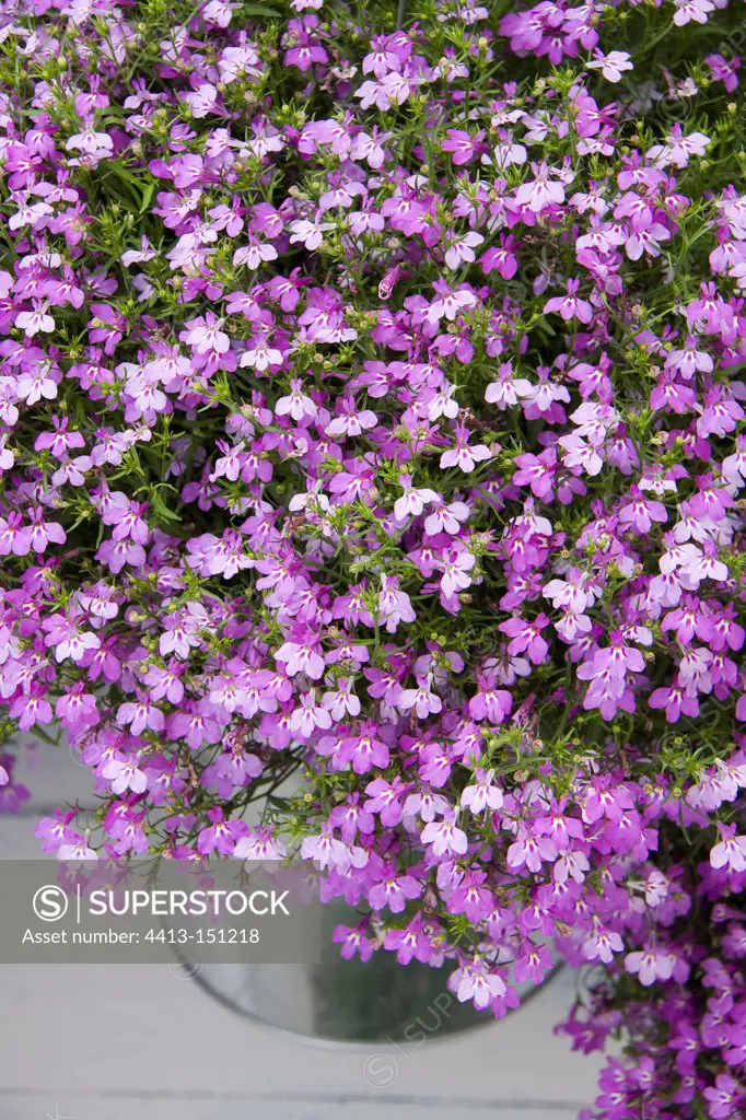 Trailing lobelia 'Dark Heaven', June