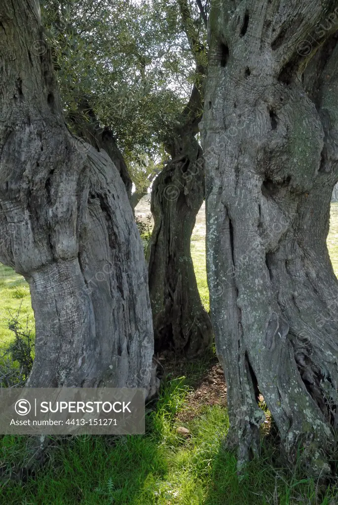 Ancient olive tree estimated to be 1300 years old