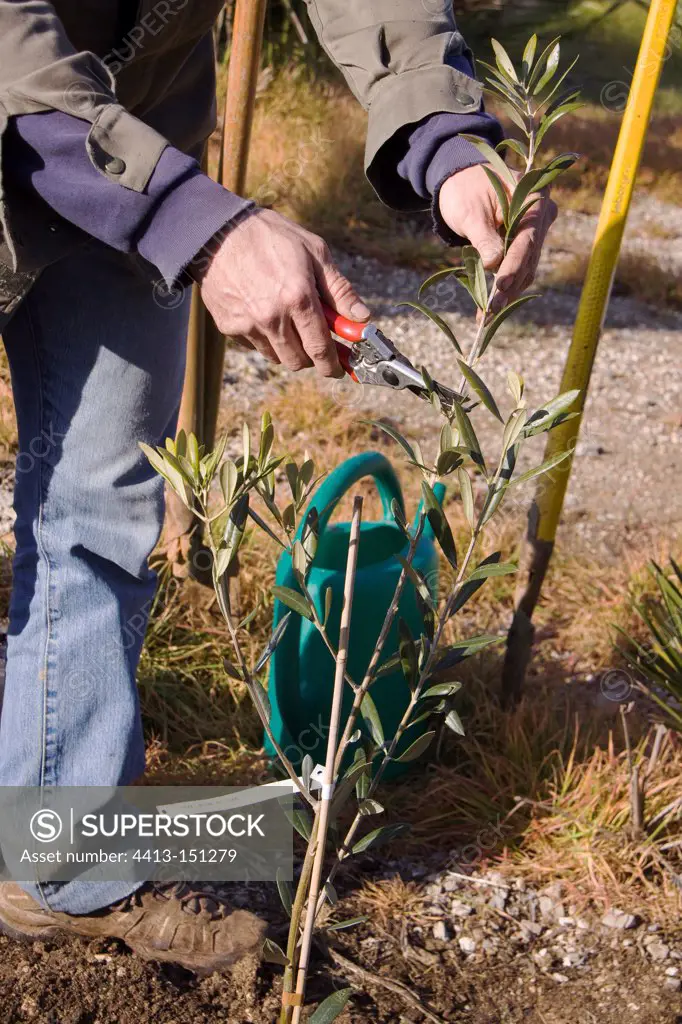 Pruning the growing tip of newly planted olive tree