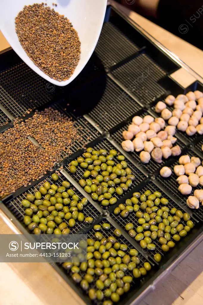 Sprouting tray with mung beans , rocket and chickpeas