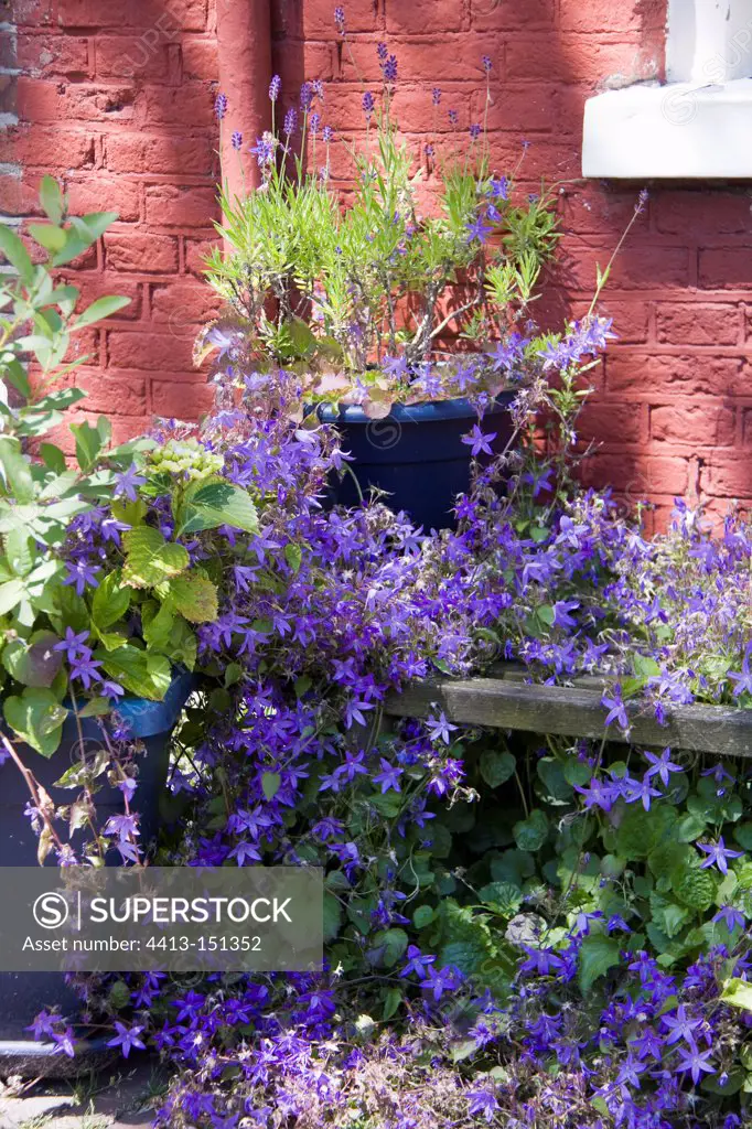 Wall bellflower and lavender , June
