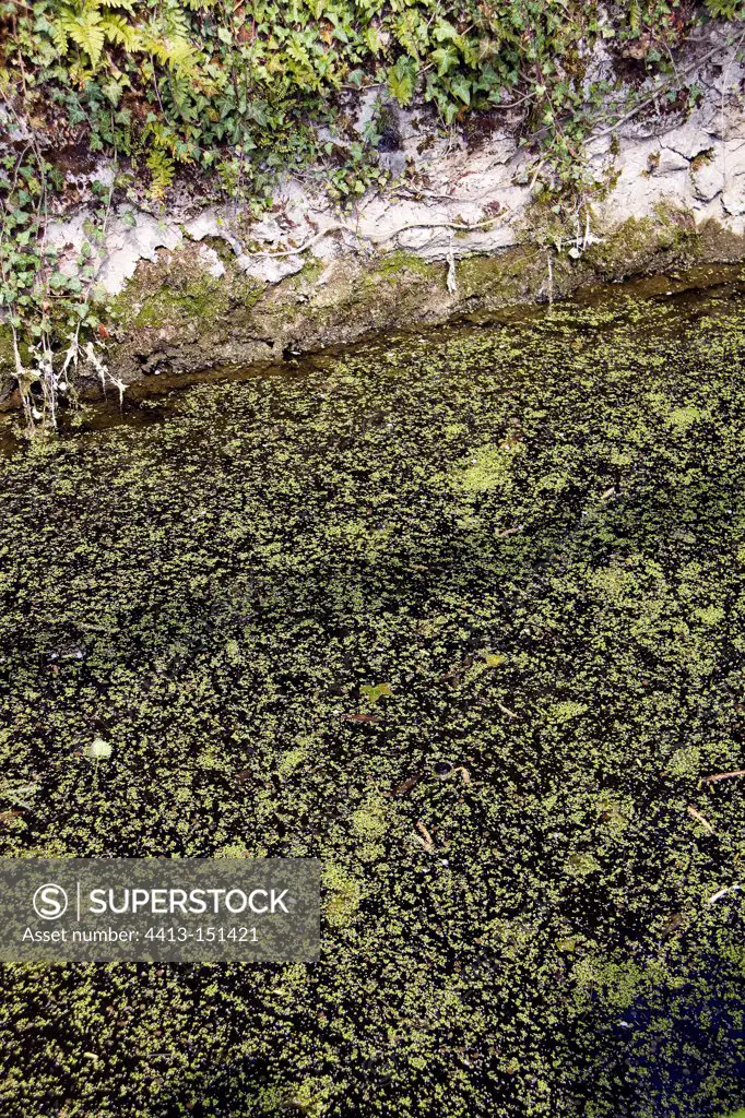 Common duckweed on pond surface, April