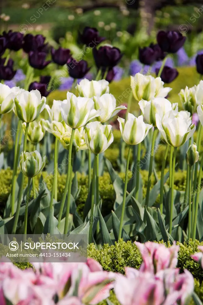 Mixed tulips in traditional parterre garden, April