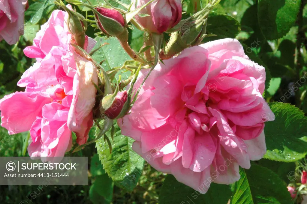 Damask rose 'Versicolor', July