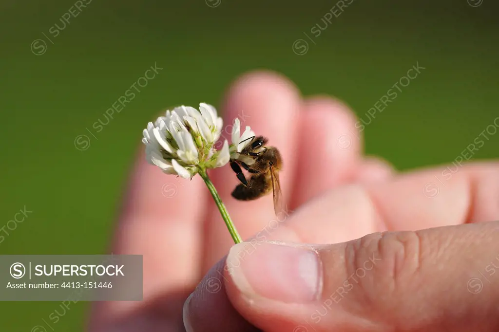 Bee foraging a White clover hand-held France