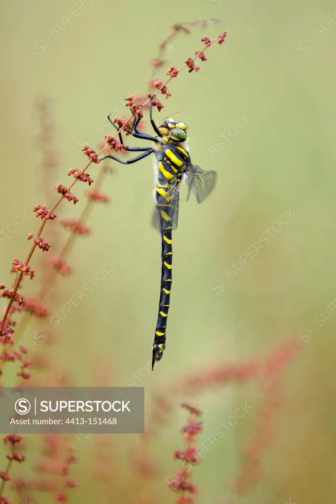 Golden-ringed Dragonfly in a meadow Normandy France