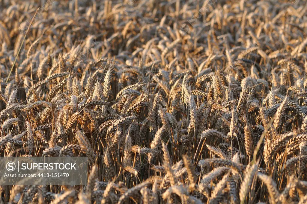 Ripe ears of corn in a field Normandy France