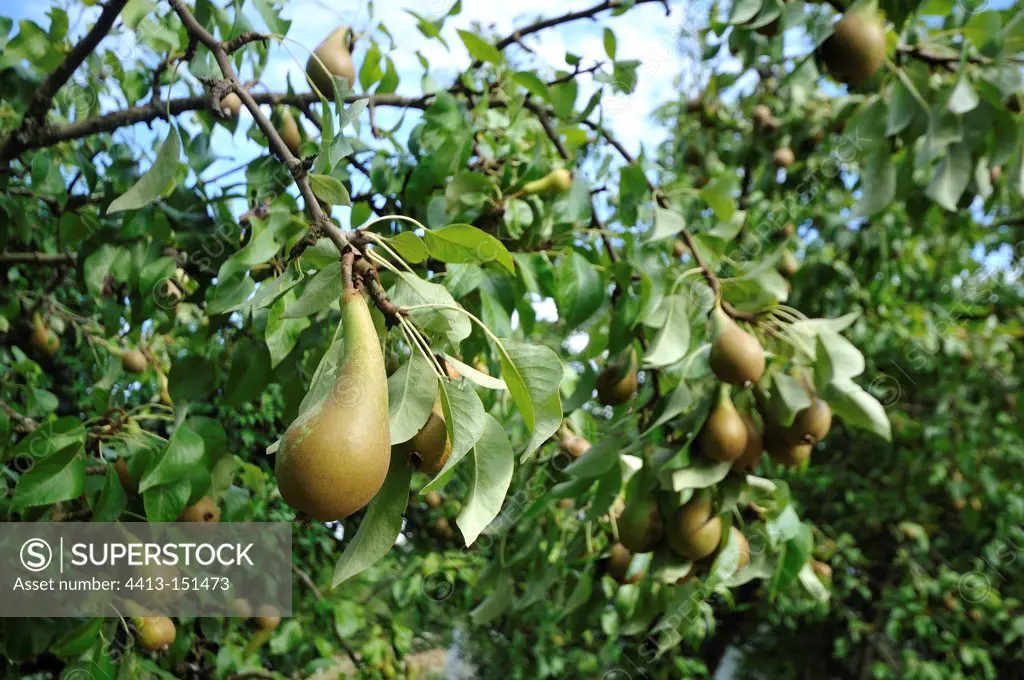 Pear 'Conference' in an organic orchard Normandy France