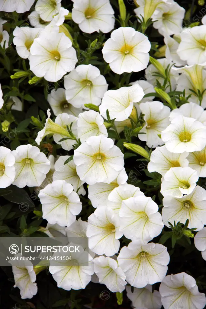 White Petunias 'Kiddy White'