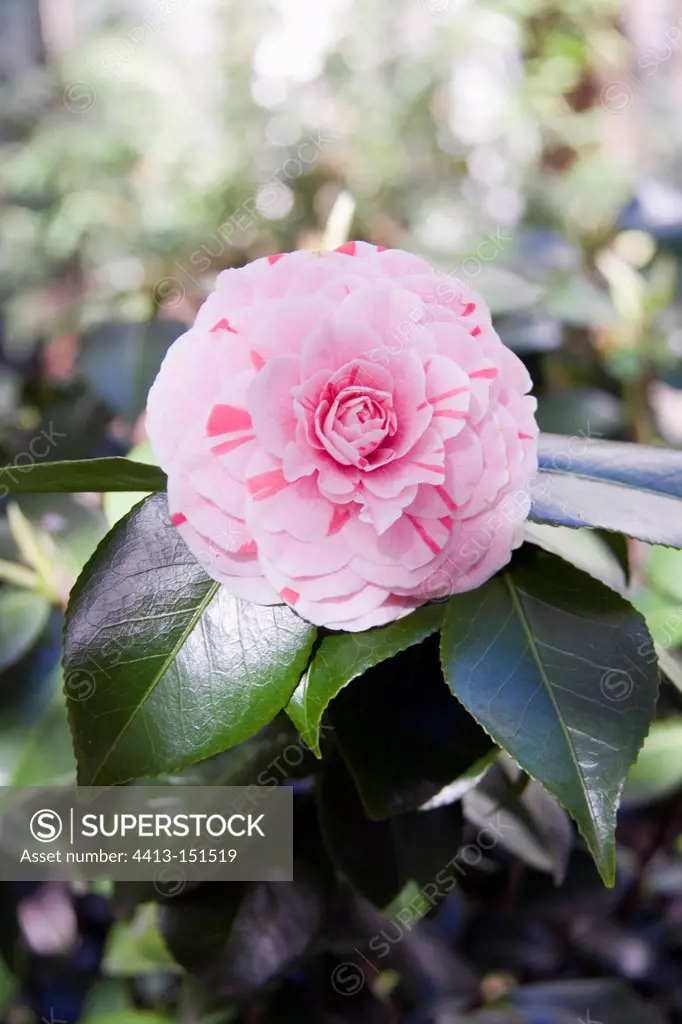 Pink Striped Formal Double Camellia